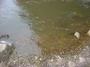 Вода в речке Уда - непритягательна для купания