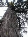 Очень высокое дерево