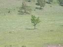 Одинокое деревце на берегу заповедника