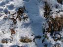 Снежок и листики
